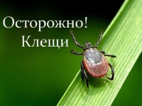 Осторожно! В Ивановской области активизировались клещи